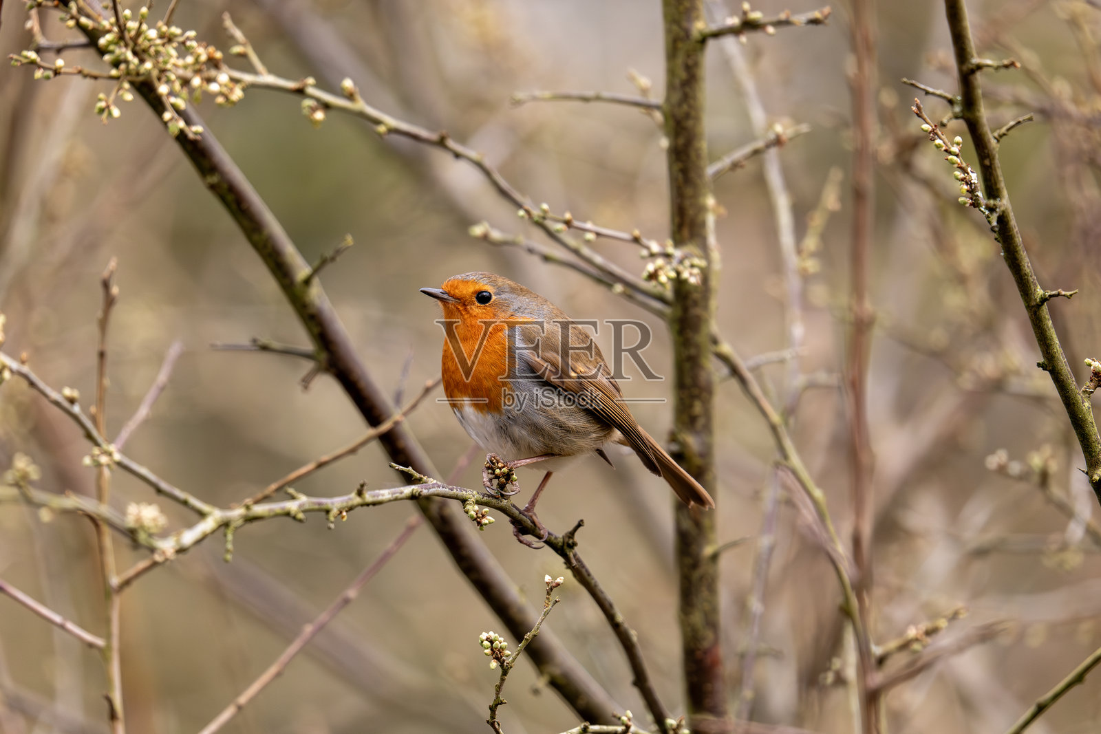 欧亚知更鸟照片摄影图片