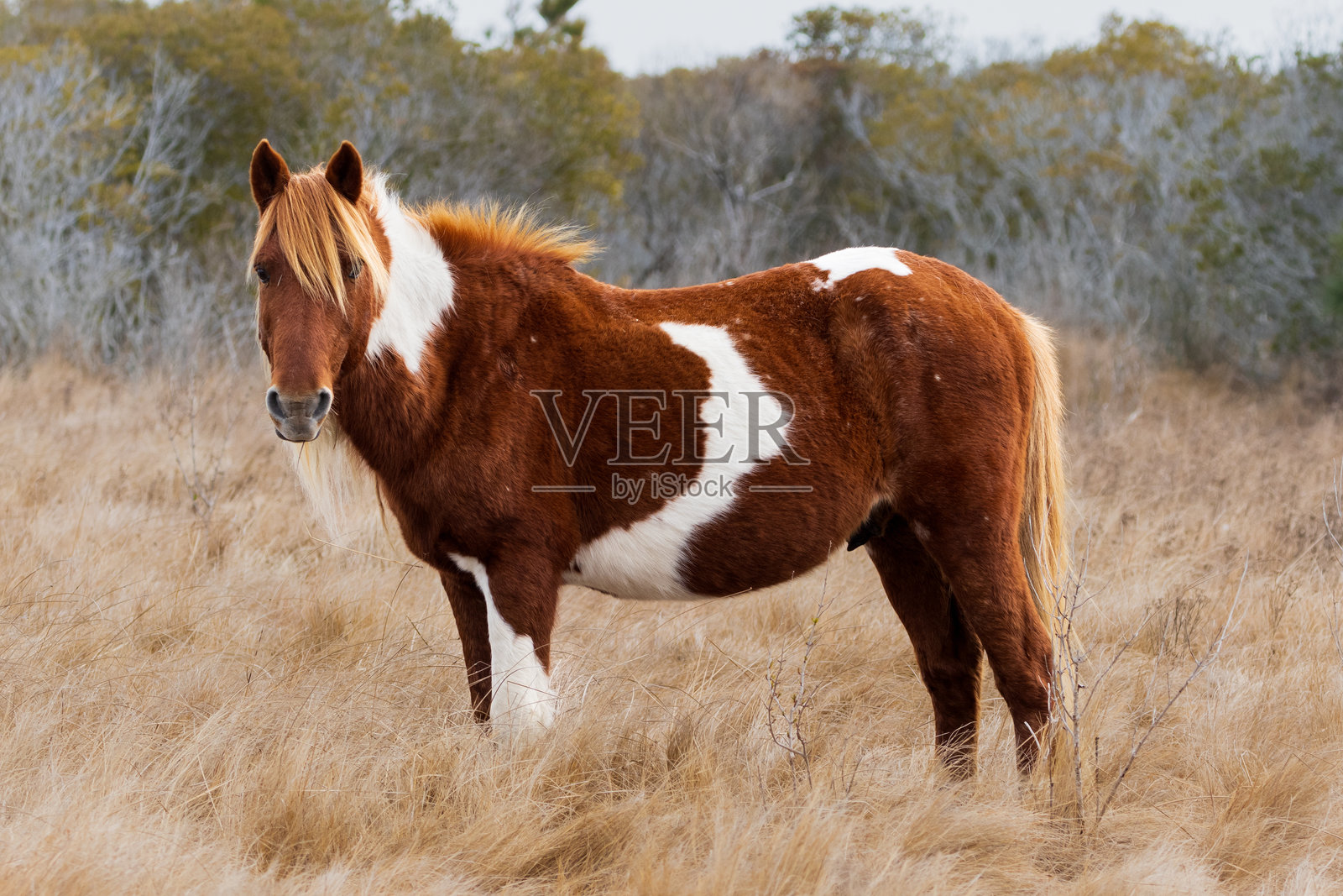 带斑的栗色骏马照片摄影图片