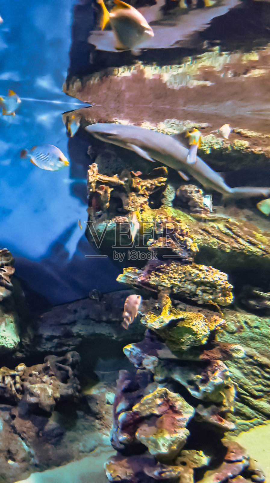 一条灰色鲨鱼在小鱼中间。照片摄影图片