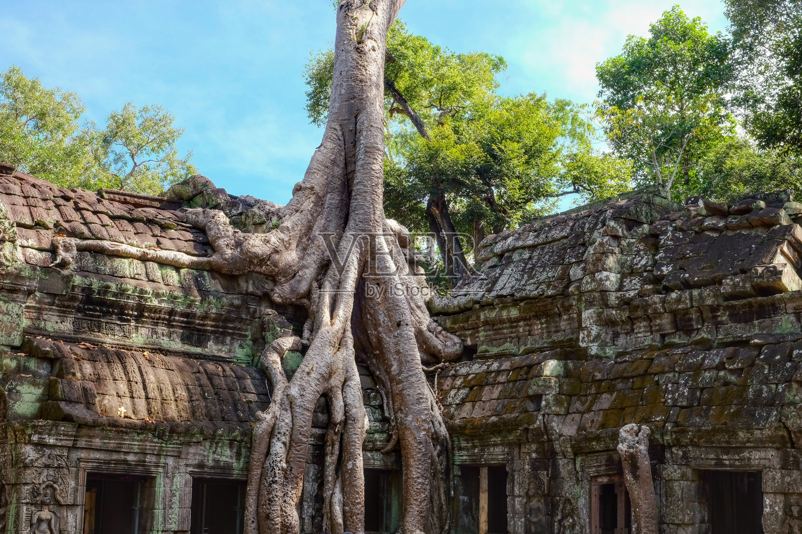 丛林树木的根系交错延展，覆盖着吴哥窟塔普伦寺的遗迹，象征着时间的流逝。照片摄影图片