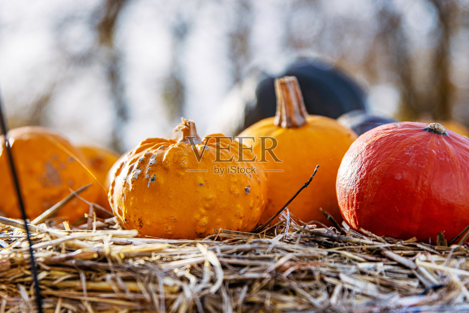 在温暖阳光下，鲜艳的南瓜躺在稻草上。万圣节、感恩节、丰收节和季节性营销，秋季庆祝活动和乡村农舍装饰。留白。选择性聚焦。照片摄影图片