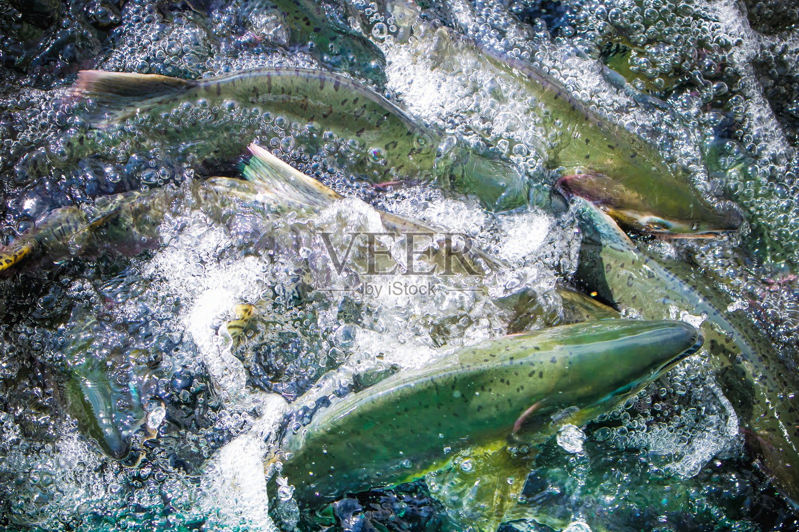 鲑鱼洄游产卵照片摄影图片