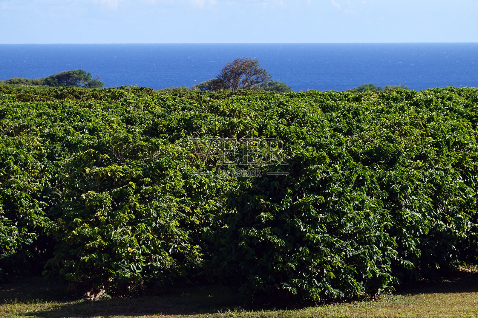 夏威夷咖啡照片摄影图片