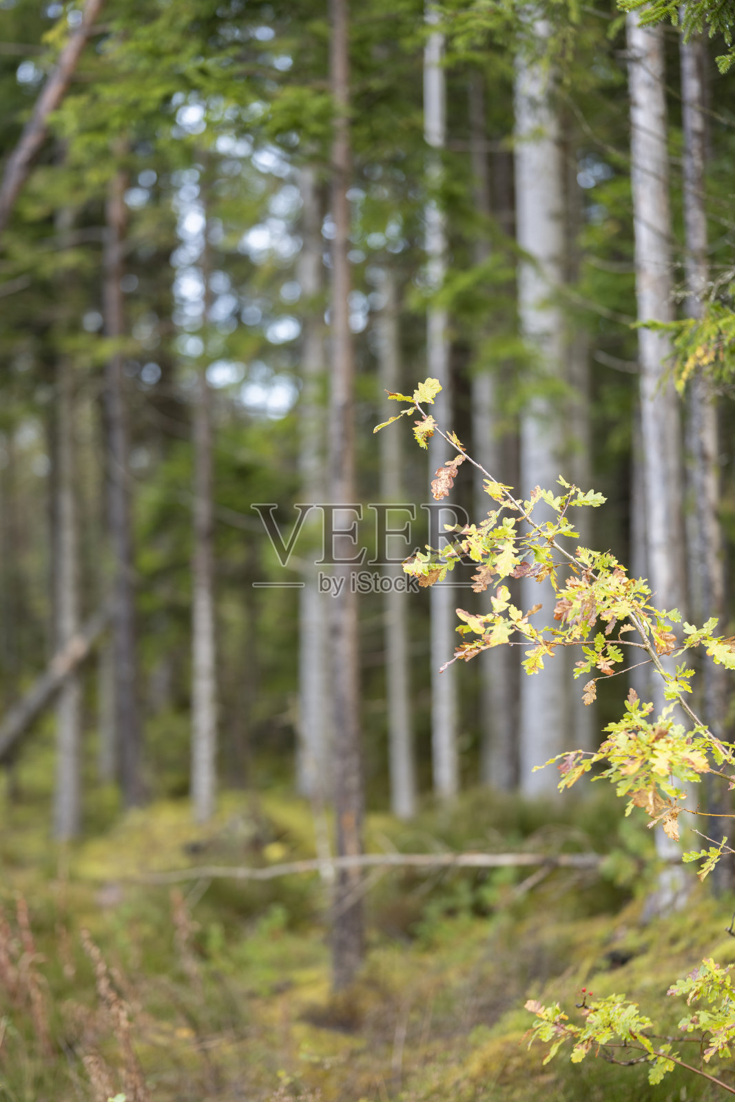 秋季北欧国家徒步小径的景色照片摄影图片