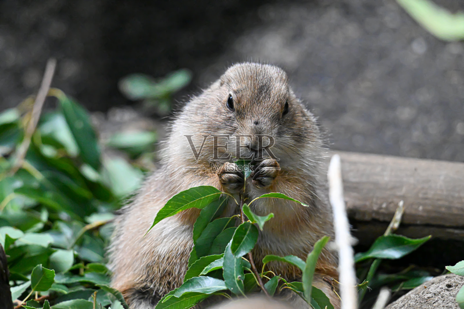 草原犬鼠的零食时间照片摄影图片