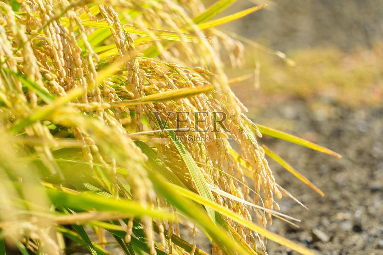 稻田里即将收割的稻穗照片摄影图片