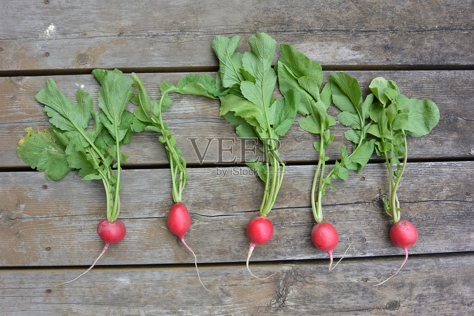 新鲜的萝卜放在木质背景上。照片摄影图片