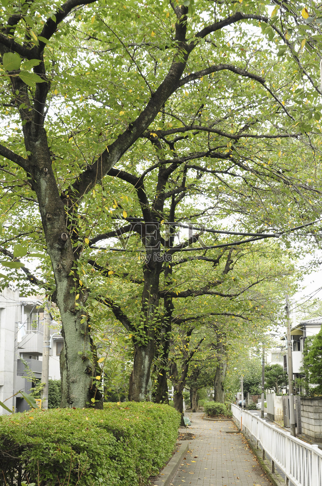 非川绿地的林荫小道照片摄影图片