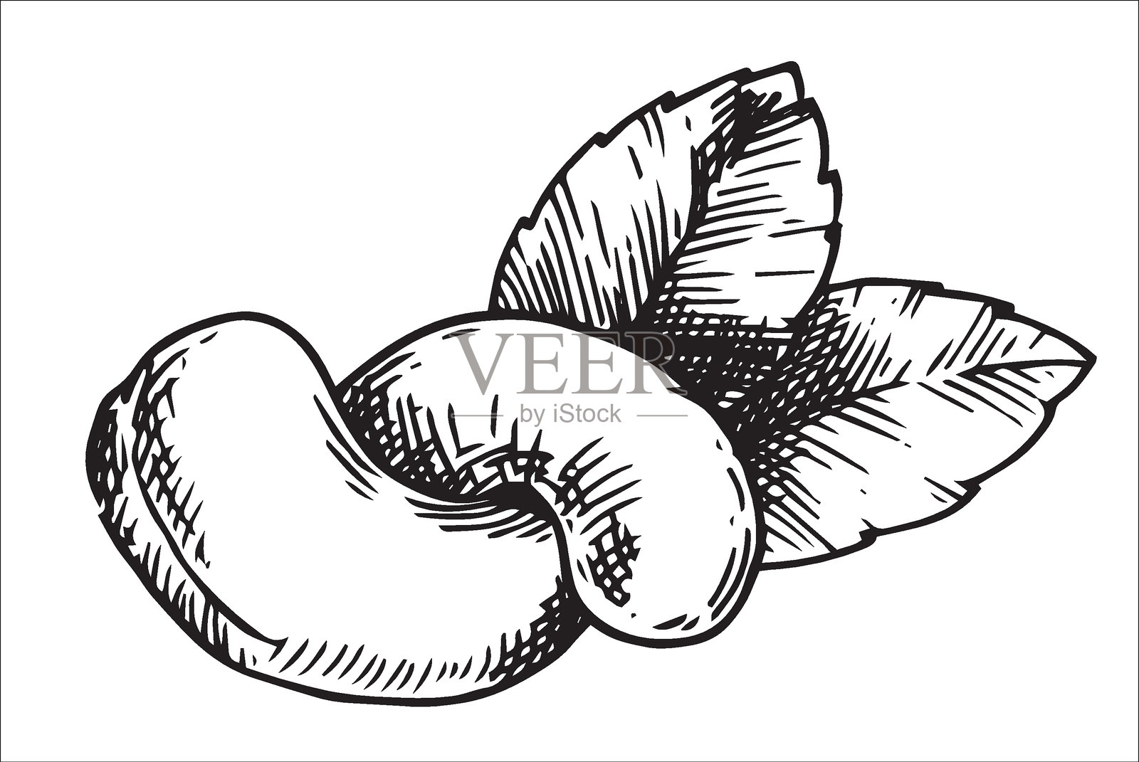 腰果插图。线条绘画风格的素描插画图片素材