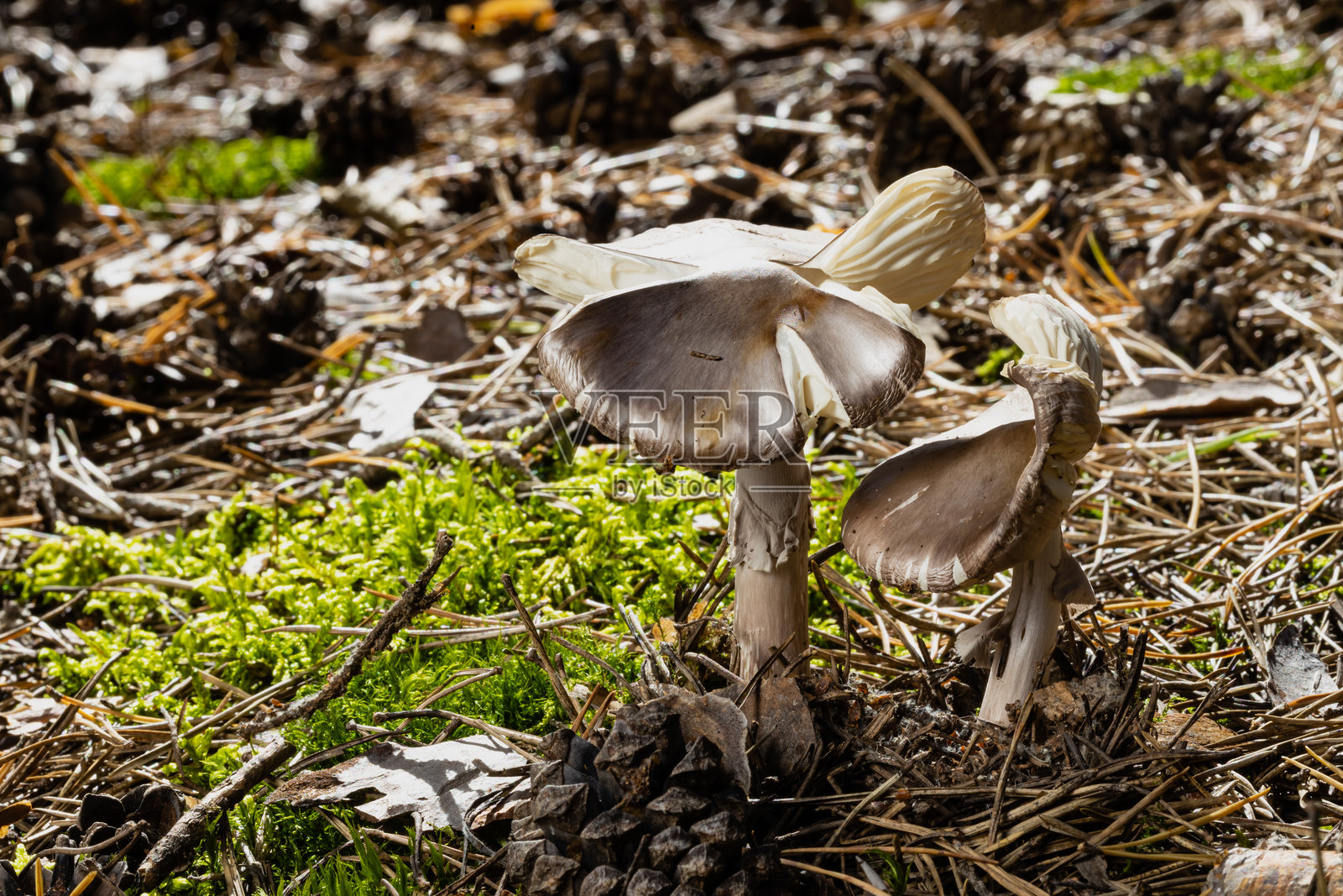 秋季森林中长满苔藓的不可食用蘑菇红顶鹅膏菌照片摄影图片