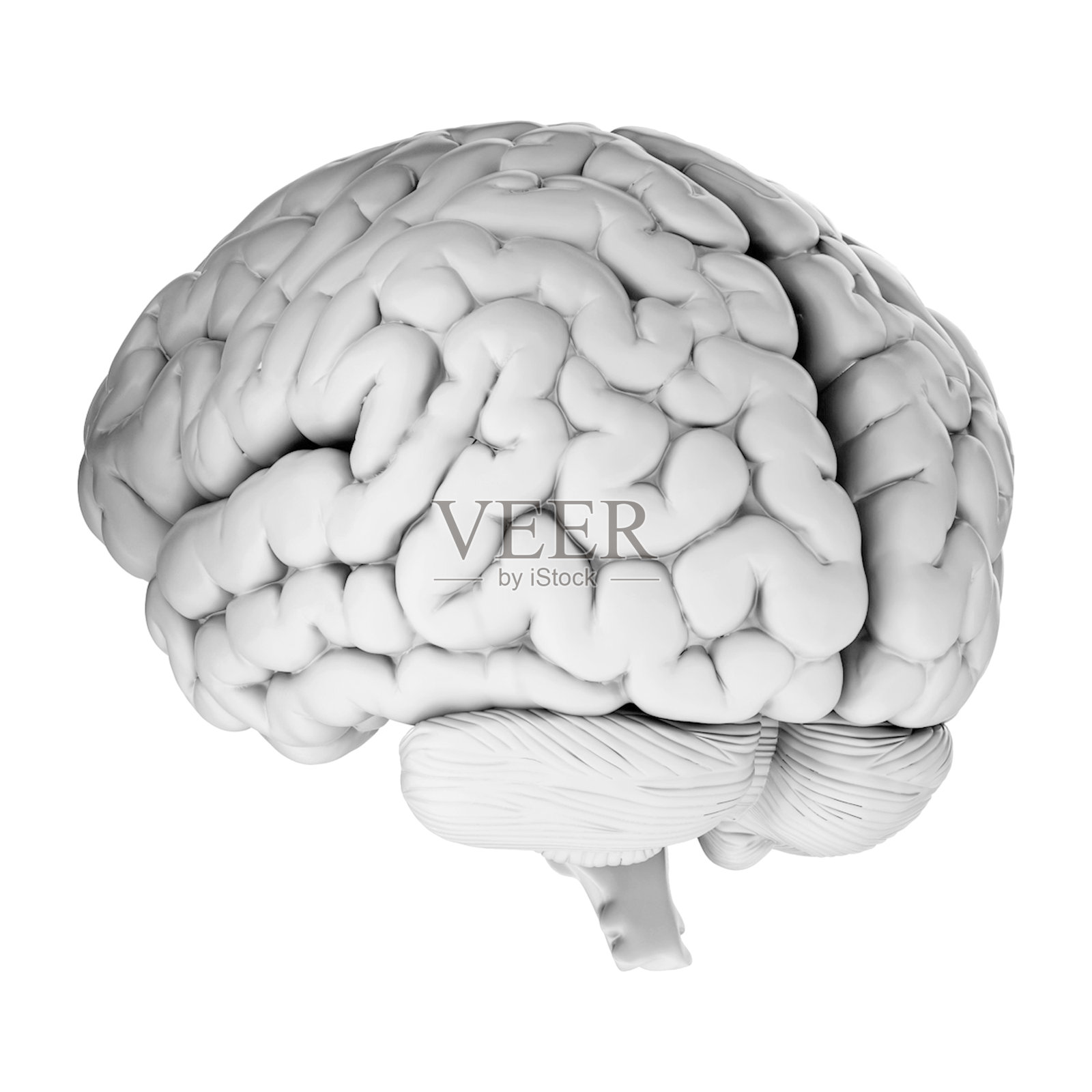 在透明背景上隔离的人类大脑3d渲染照片摄影图片