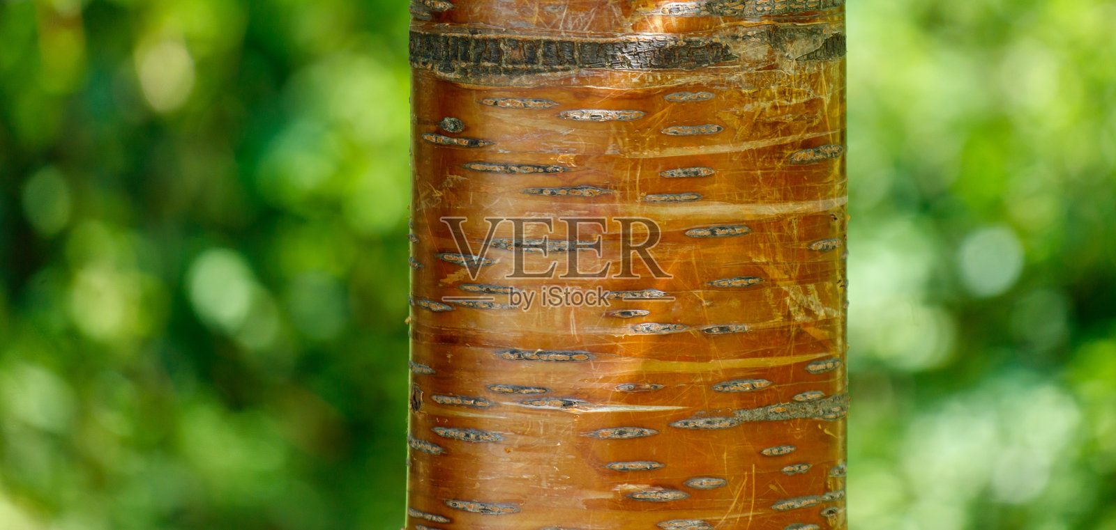 一棵树干，棕色的树皮和绿色的叶子照片摄影图片