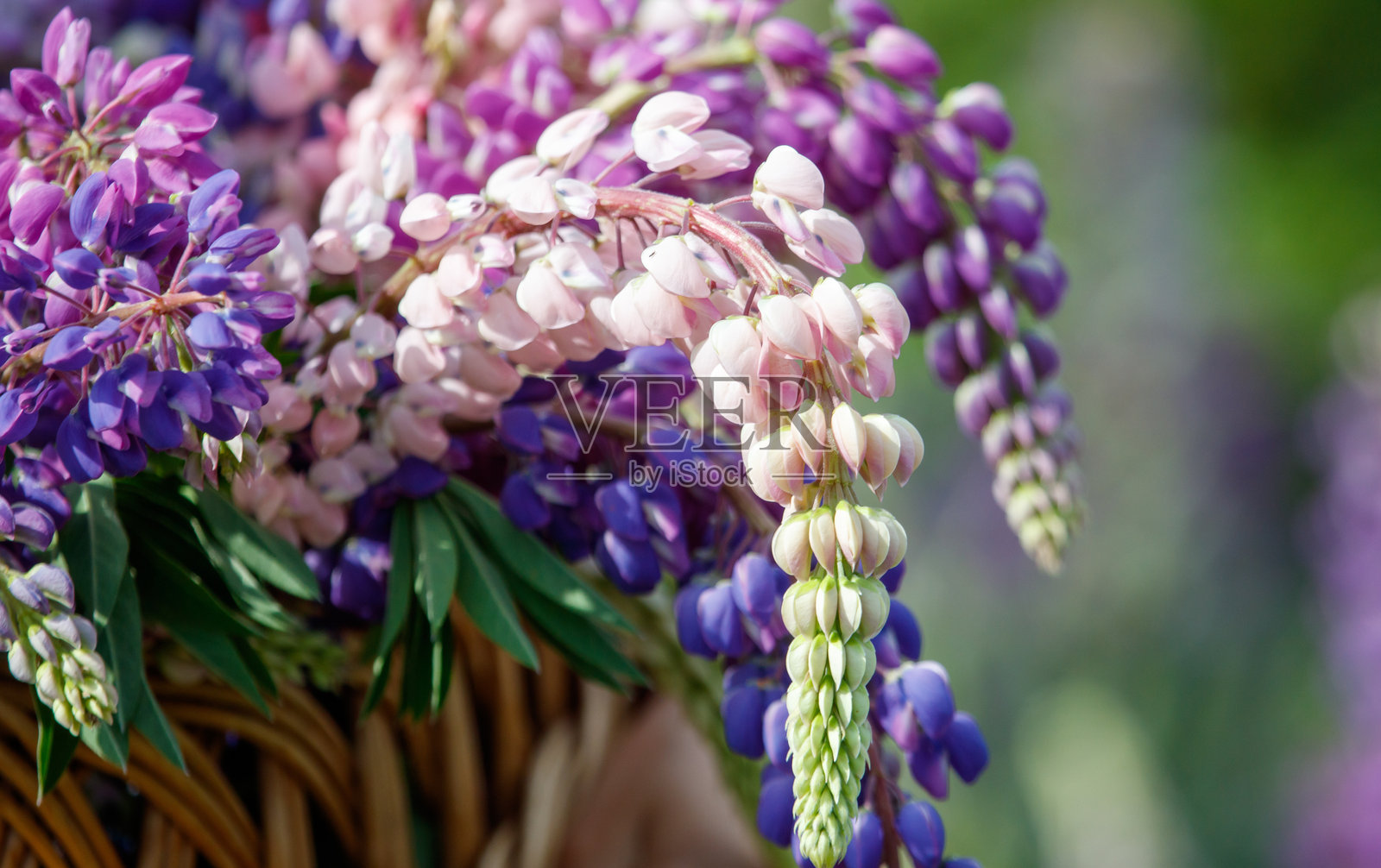 一篮紫色和白色的花朵，带有绿色的茎照片摄影图片