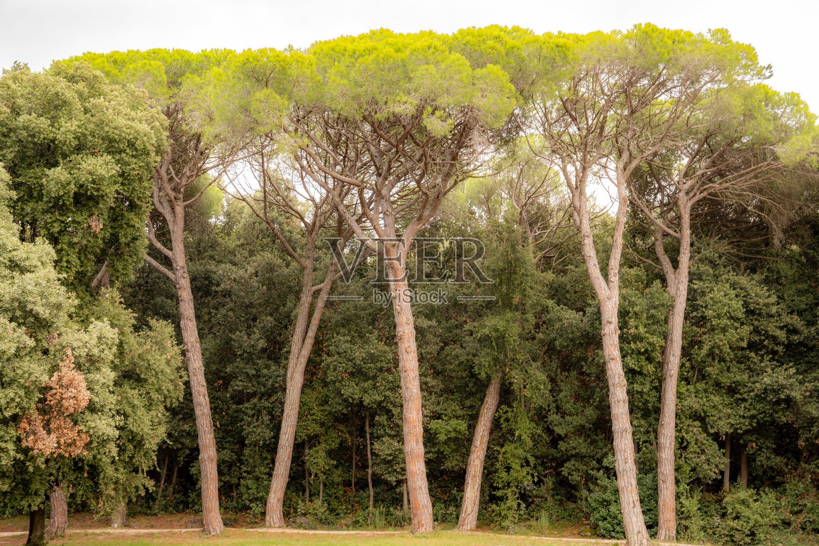 石松（学名：Pinus pinea），也称为意大利石松、地中海石松、伞松和遮阳松，位于克罗地亚伊斯特拉州罗维尼的扎尔特尼·尔特森林公园。照片摄影图片