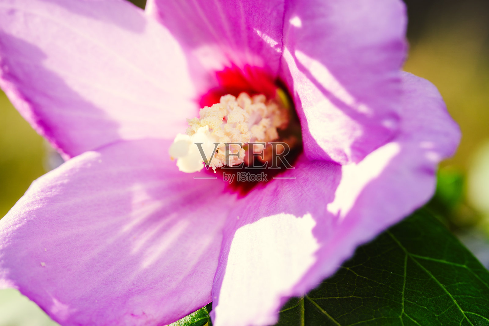 粉色的木槿特写照片摄影图片