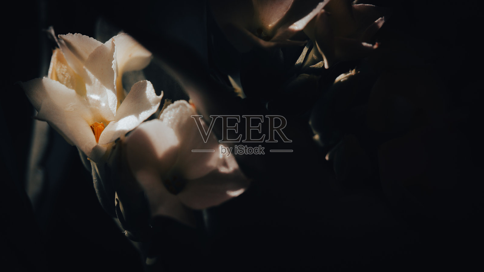 白色的伽蓝菜花特写宏观摄影照片摄影图片