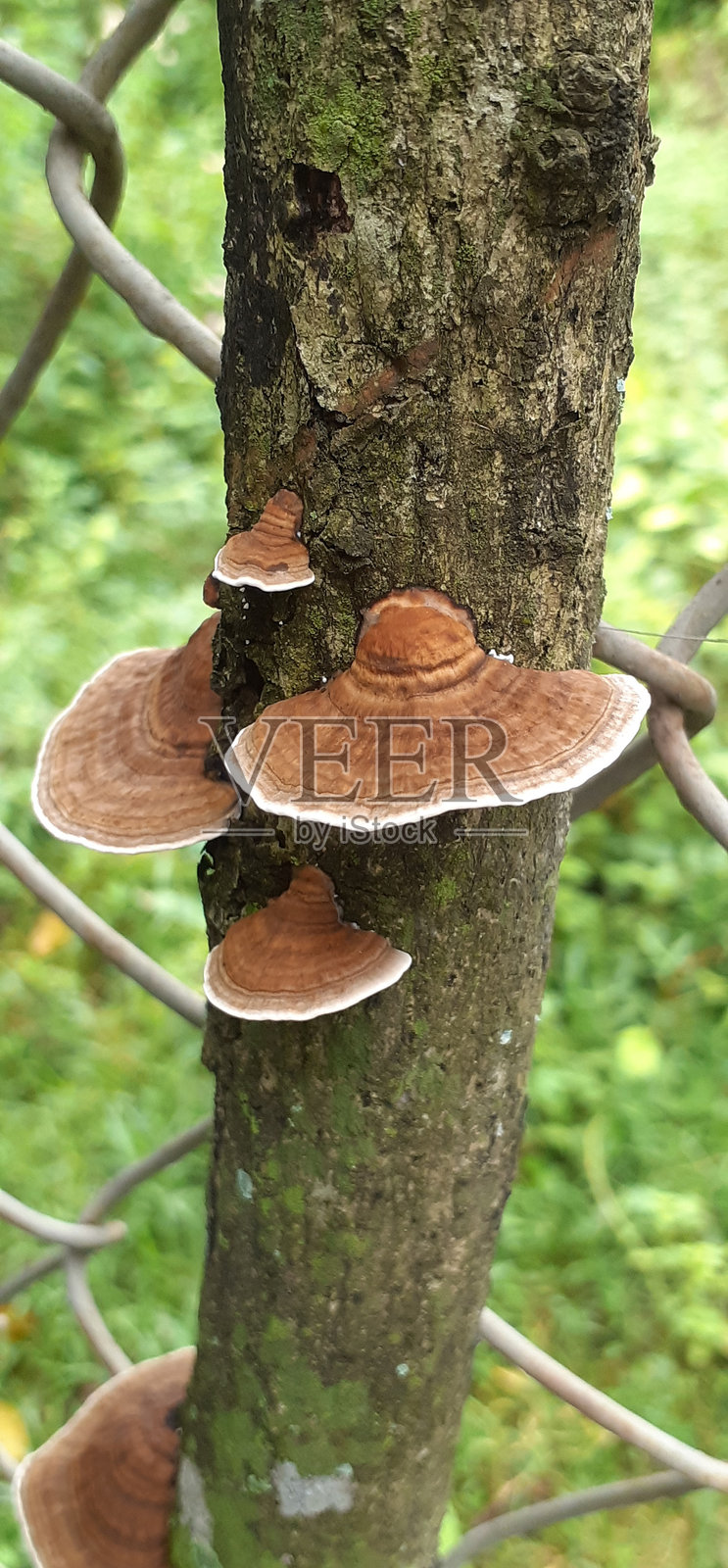 生长在枯木上的棕色伞菌照片摄影图片