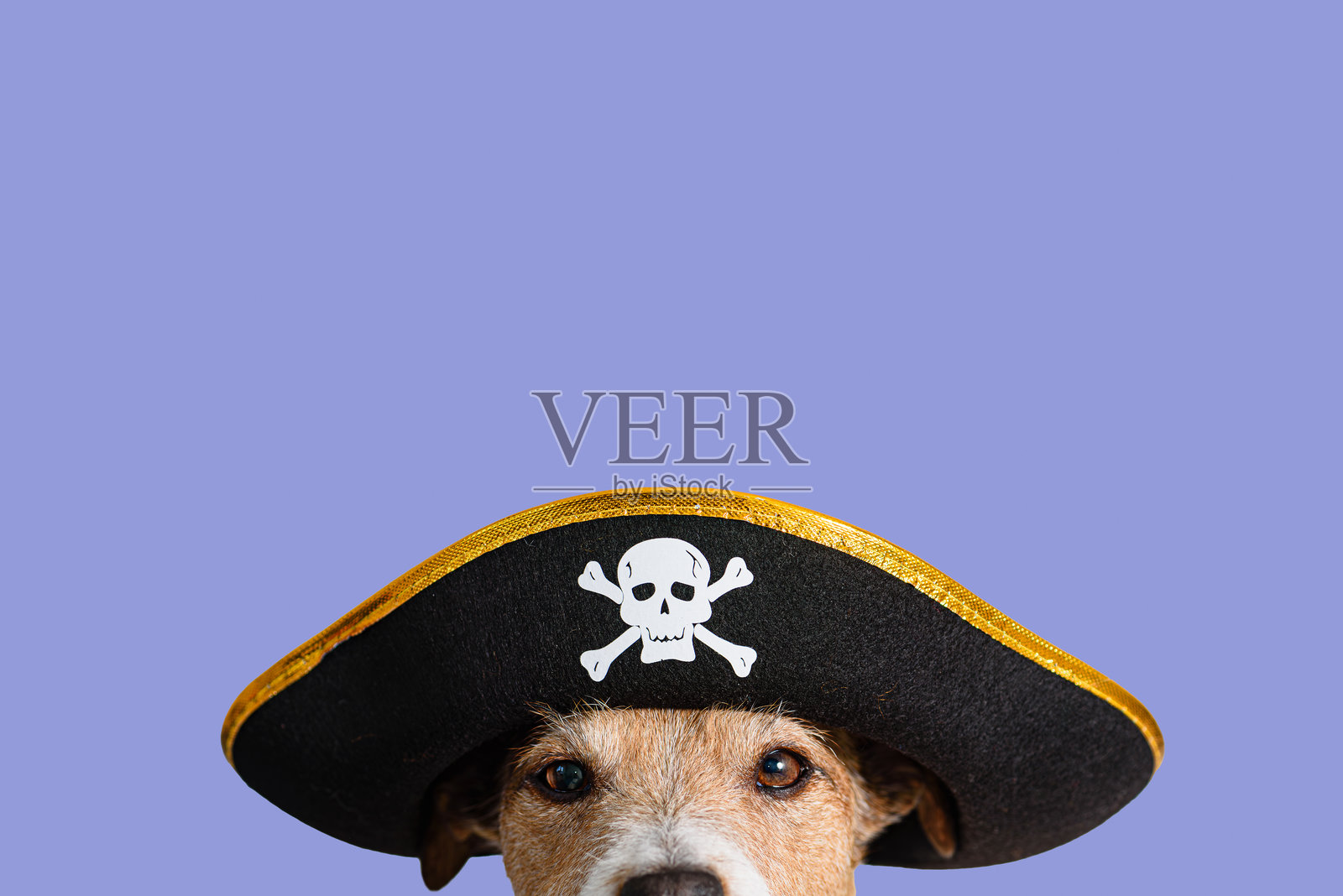 搞笑的万圣节装扮成海盗的狗狗，背景为纯色照片摄影图片