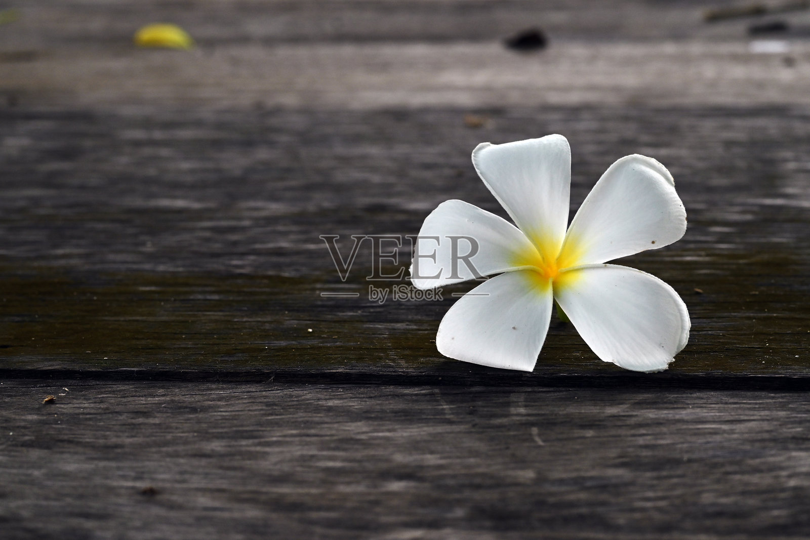 盛开的白色缅栀花聚焦在木地板上。照片摄影图片