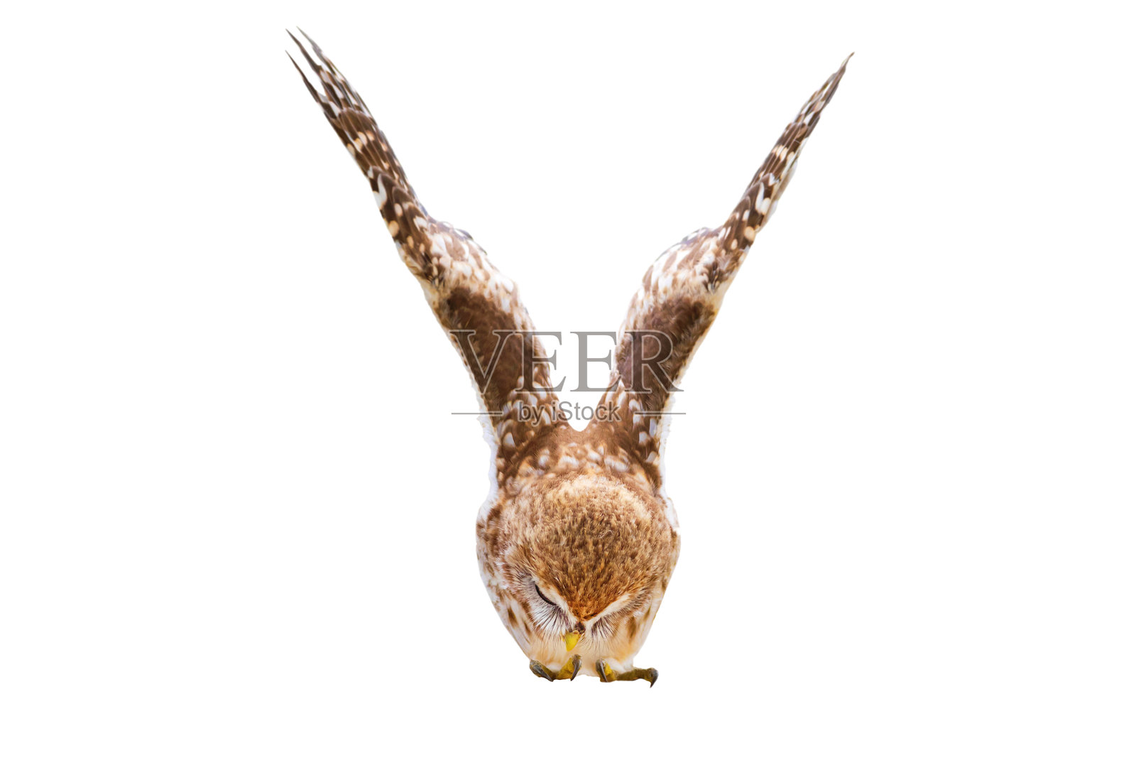 孤立的小猫头鹰。白色背景。照片摄影图片