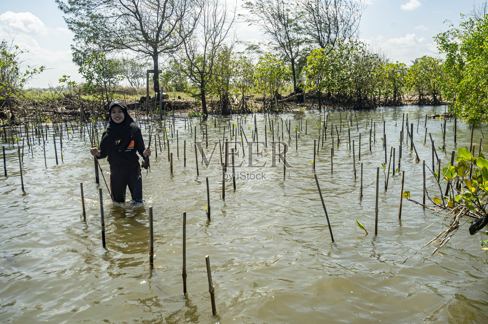红树林种植照片摄影图片