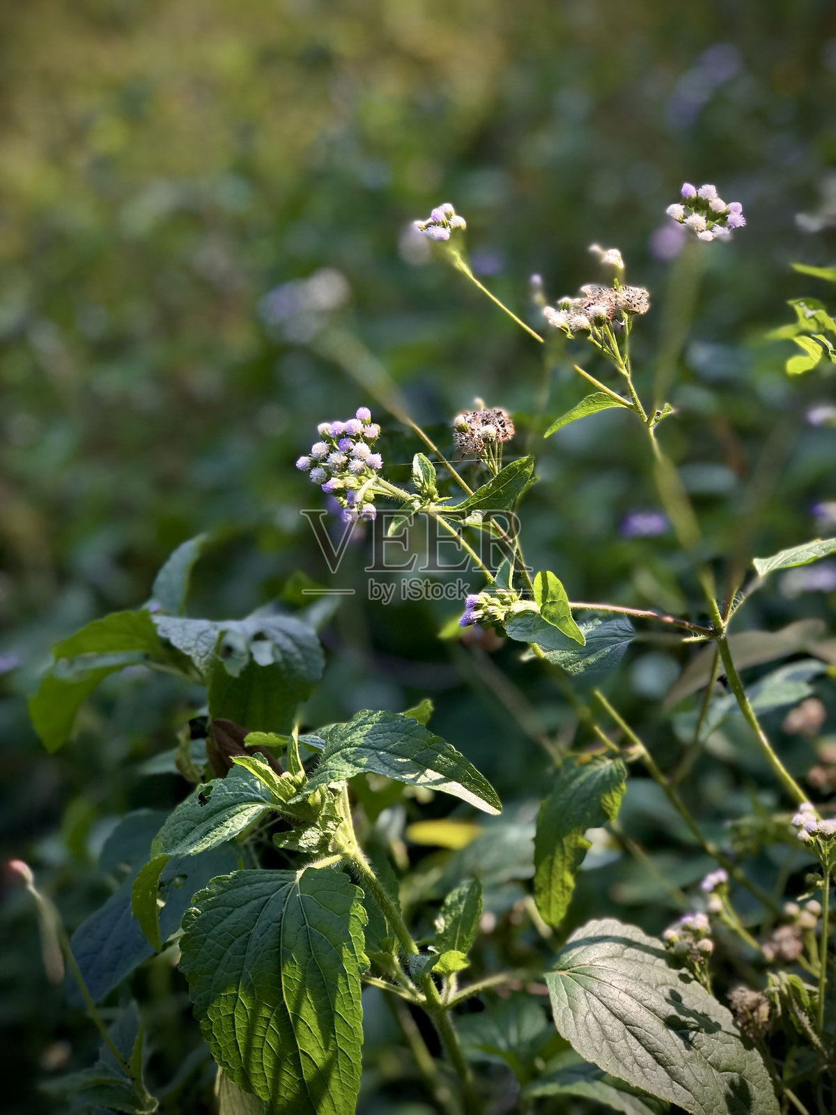紫色开花植物的特写镜头照片摄影图片