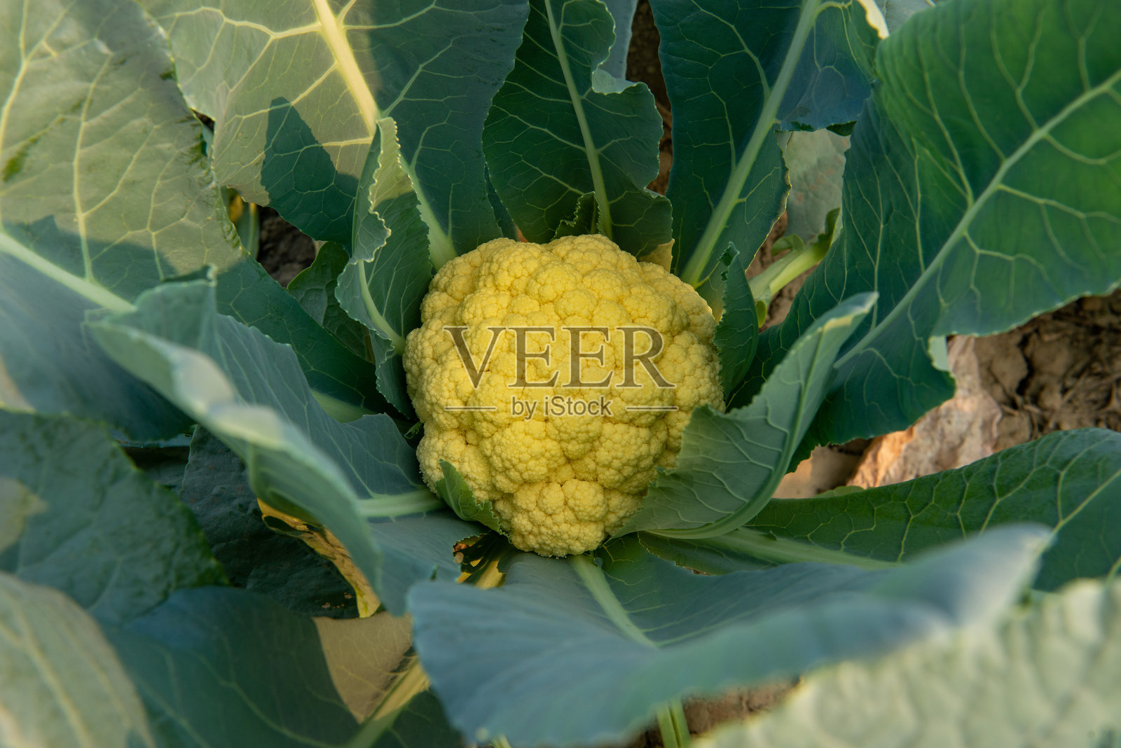 生机勃勃的花椰菜植物在田野中照片摄影图片