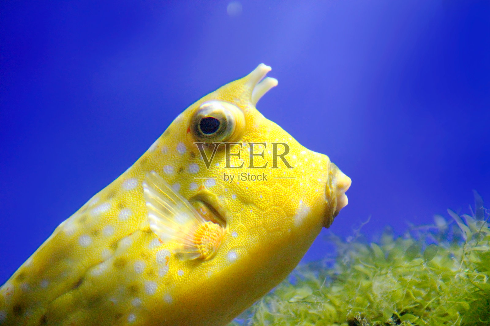 蓝色水域中的黄色箱形鱼特写照片摄影图片