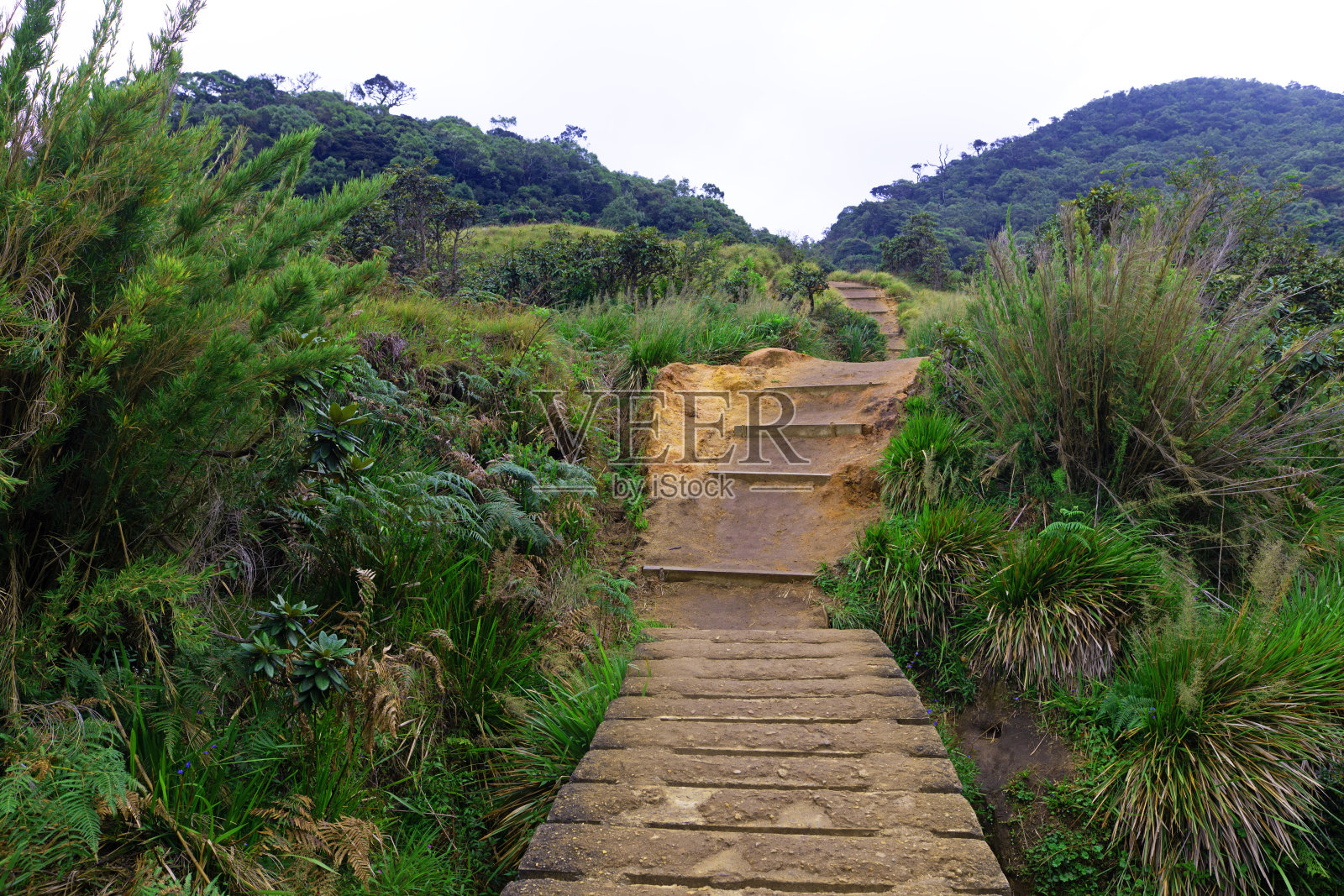 崎岖陡峭的草原和云雾森林中的斜坡。照片摄影图片