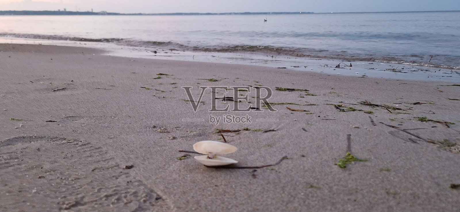 白色海螺在阳光明媚的海滩上照片摄影图片