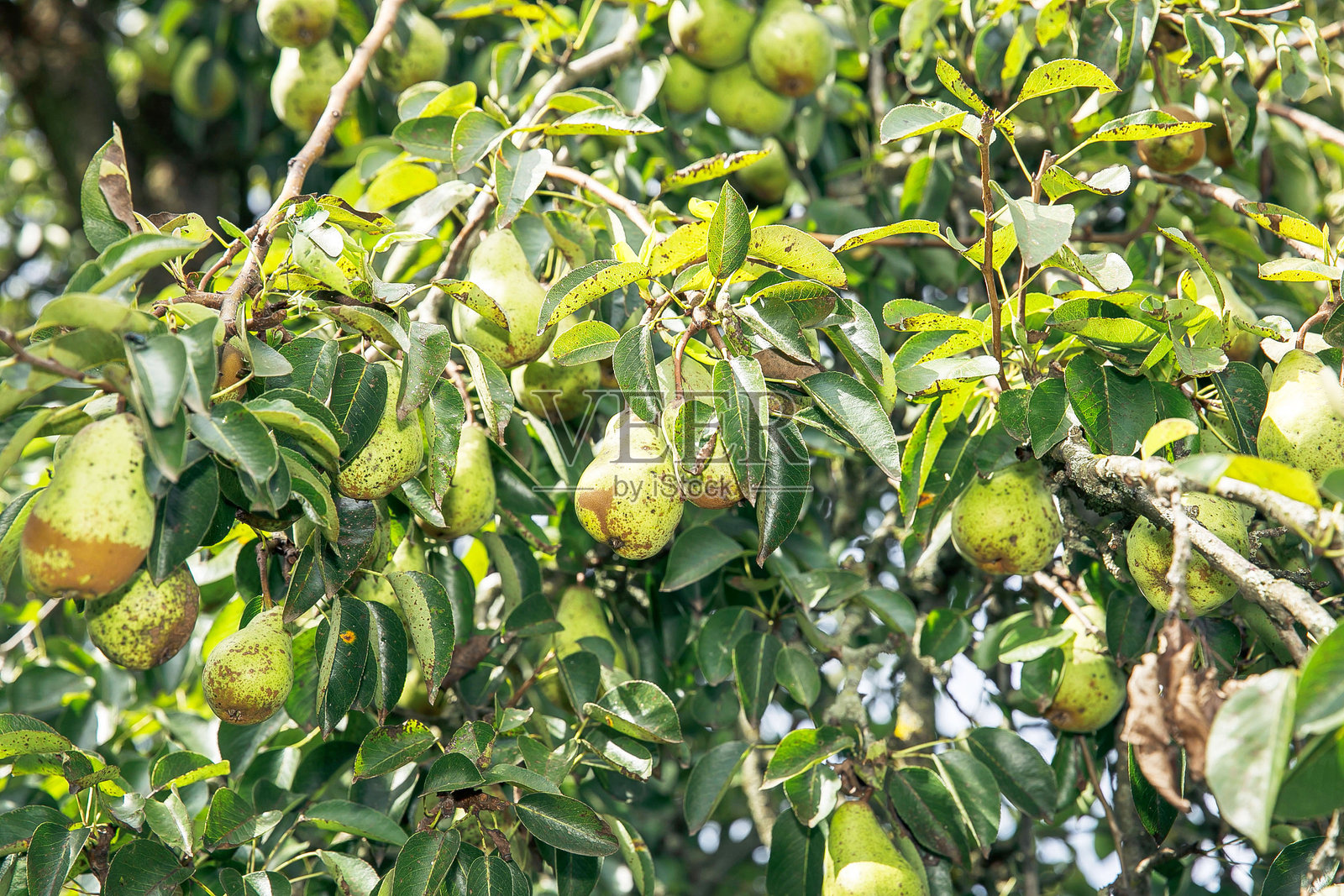 成熟的梨子挂在郁郁葱葱的果园树枝上，绿叶与新鲜水果，农业概念照片摄影图片