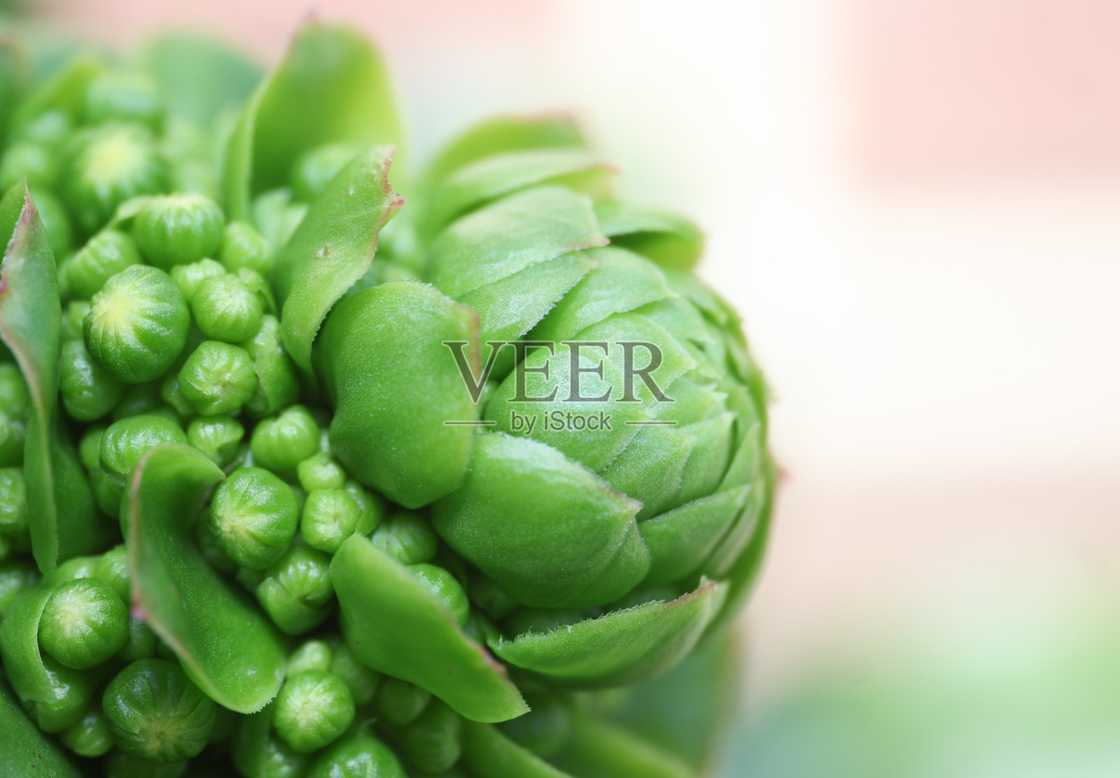 宏观多肉植物照片摄影图片