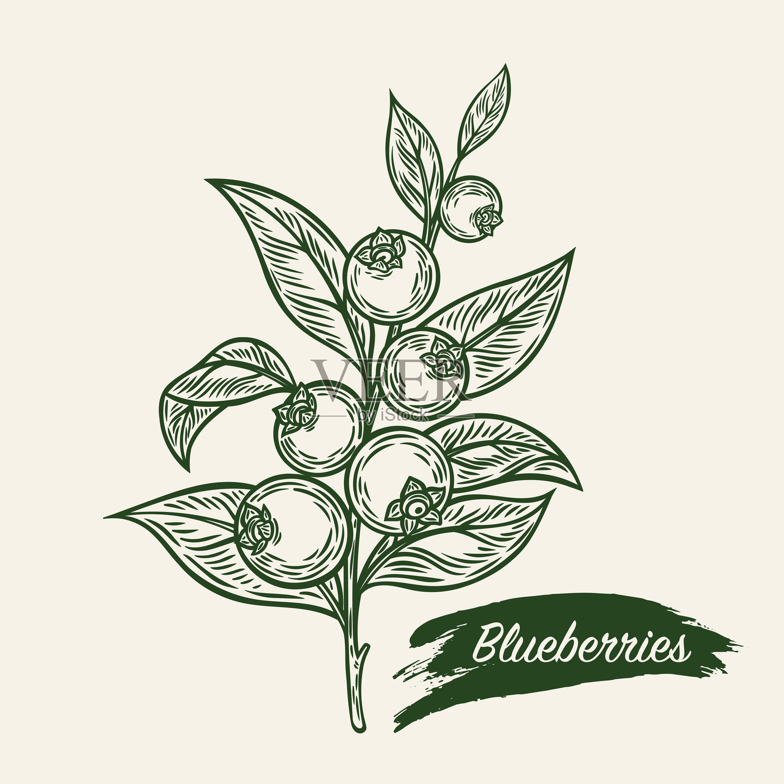 蓝莓枝的素描画插画图片素材