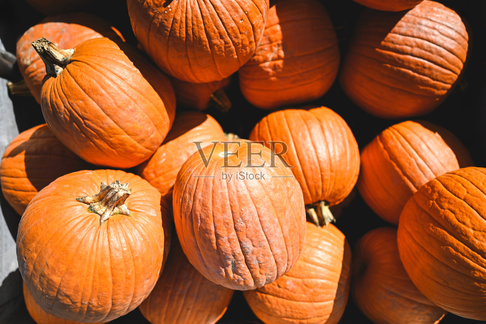 成熟南瓜的俯视图。照片摄影图片