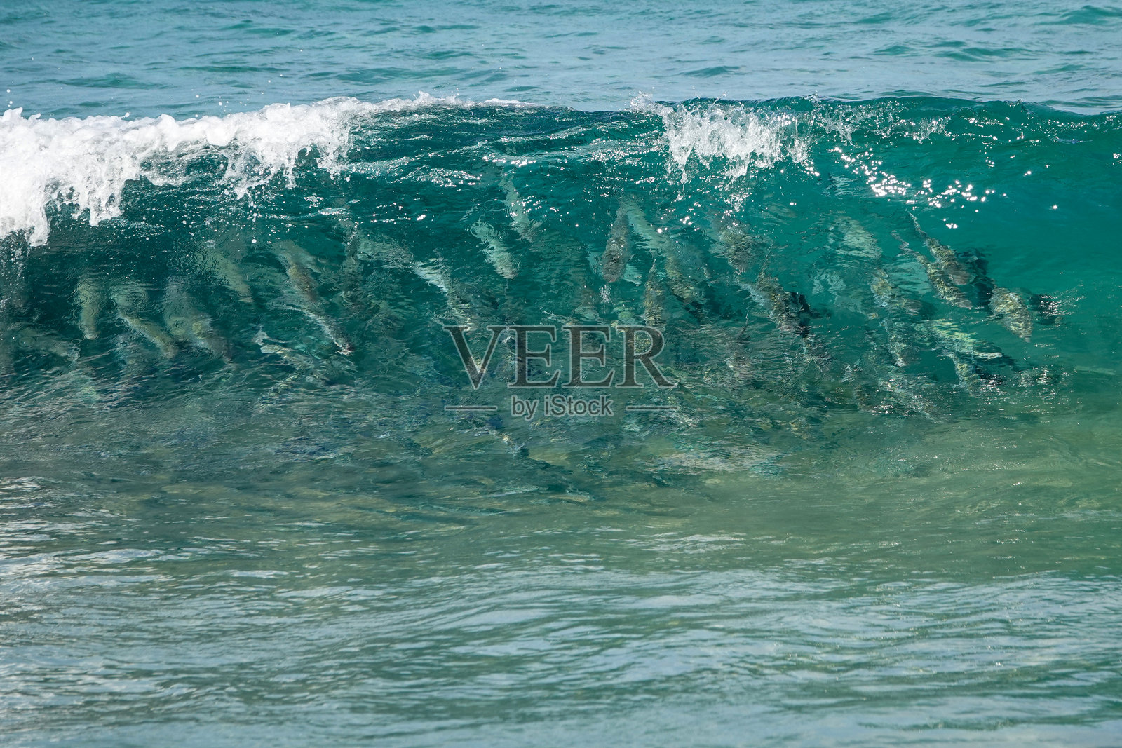 在破浪中的鱼群照片摄影图片