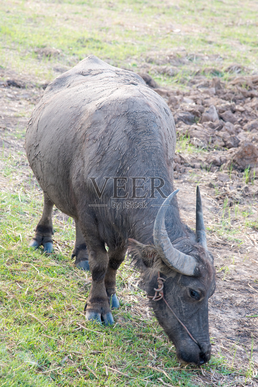 水牛在田野上吃草照片摄影图片