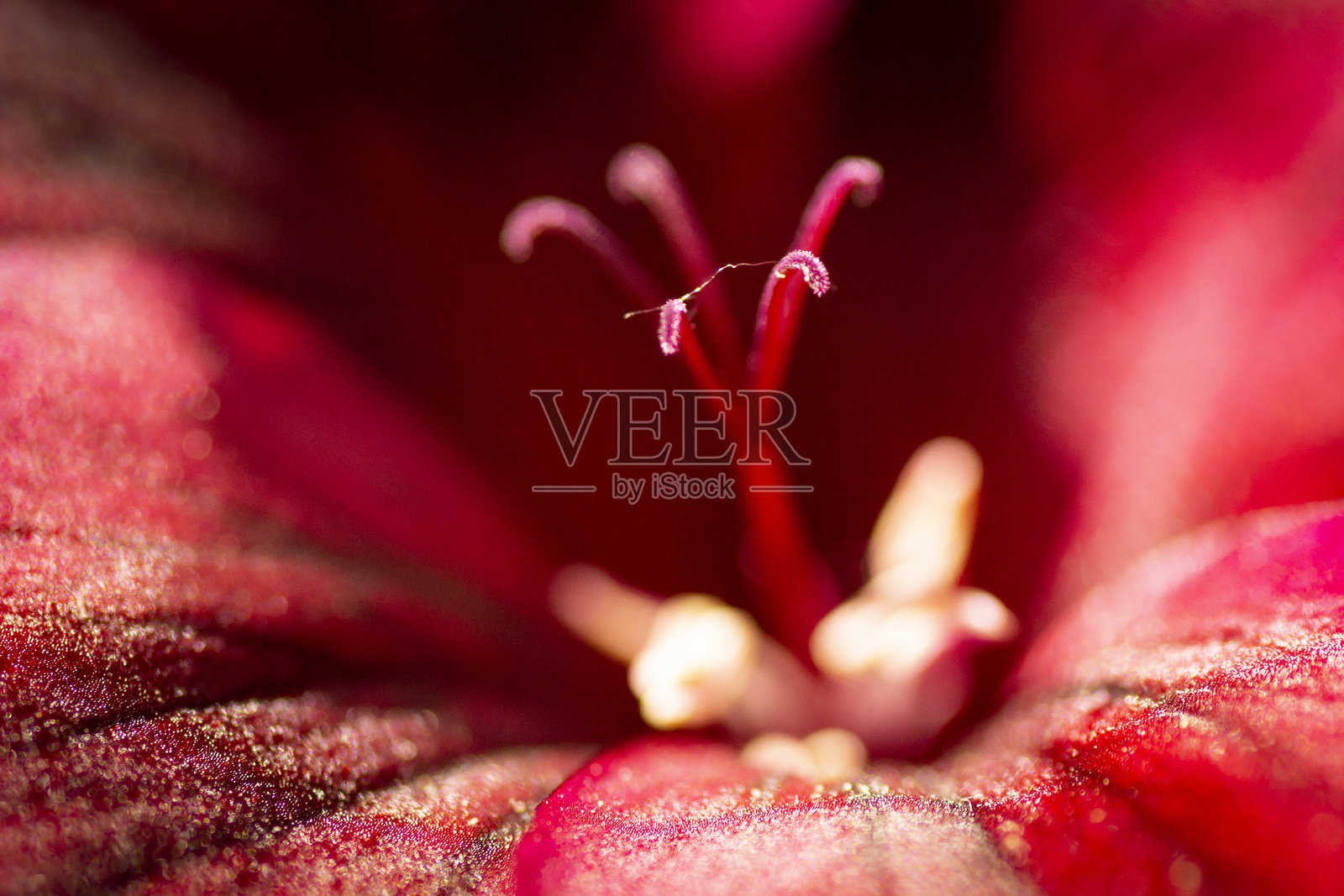 花照片摄影图片