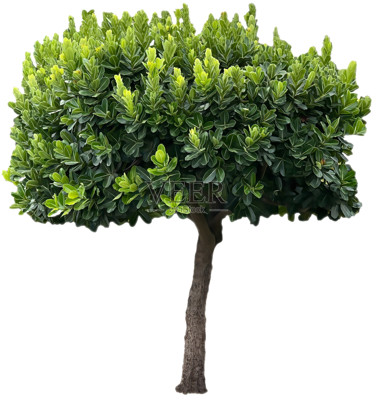 绿色茂盛的单棵树剪影照片摄影图片