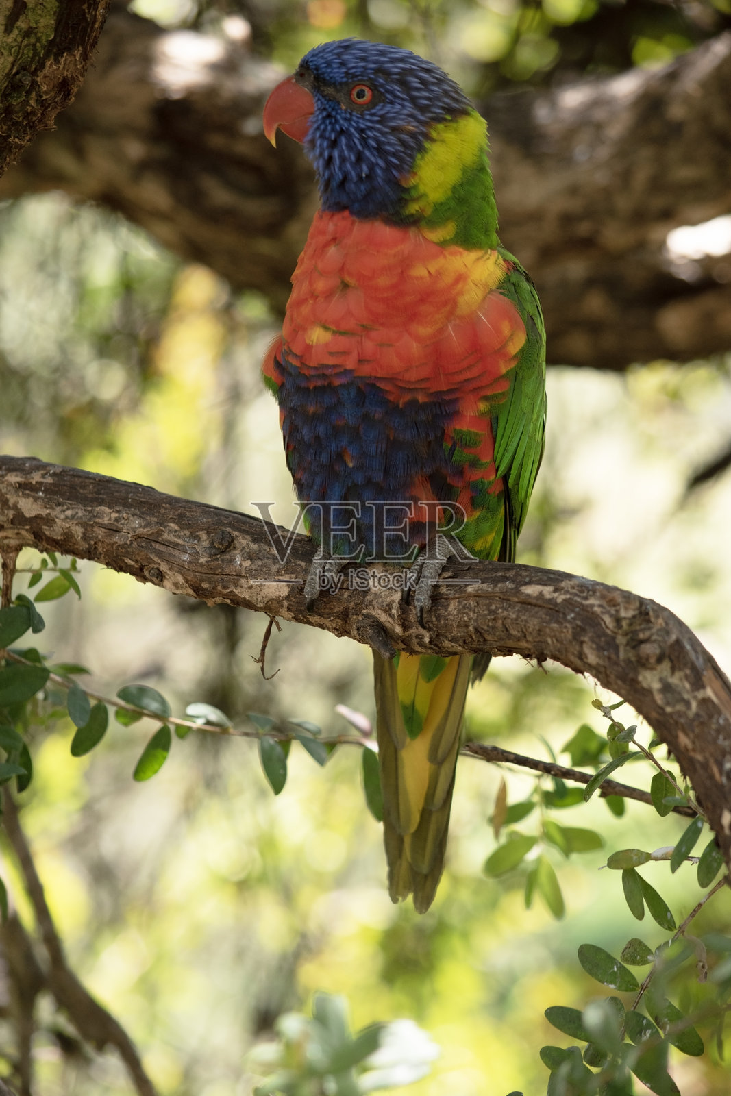 彩虹鹦鹉栖息在树枝上照片摄影图片