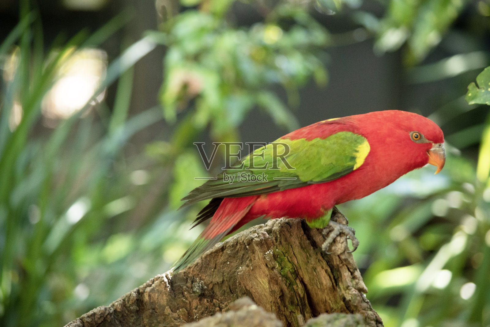 这是一个喋喋不休的鹦鹉的侧面视图。照片摄影图片
