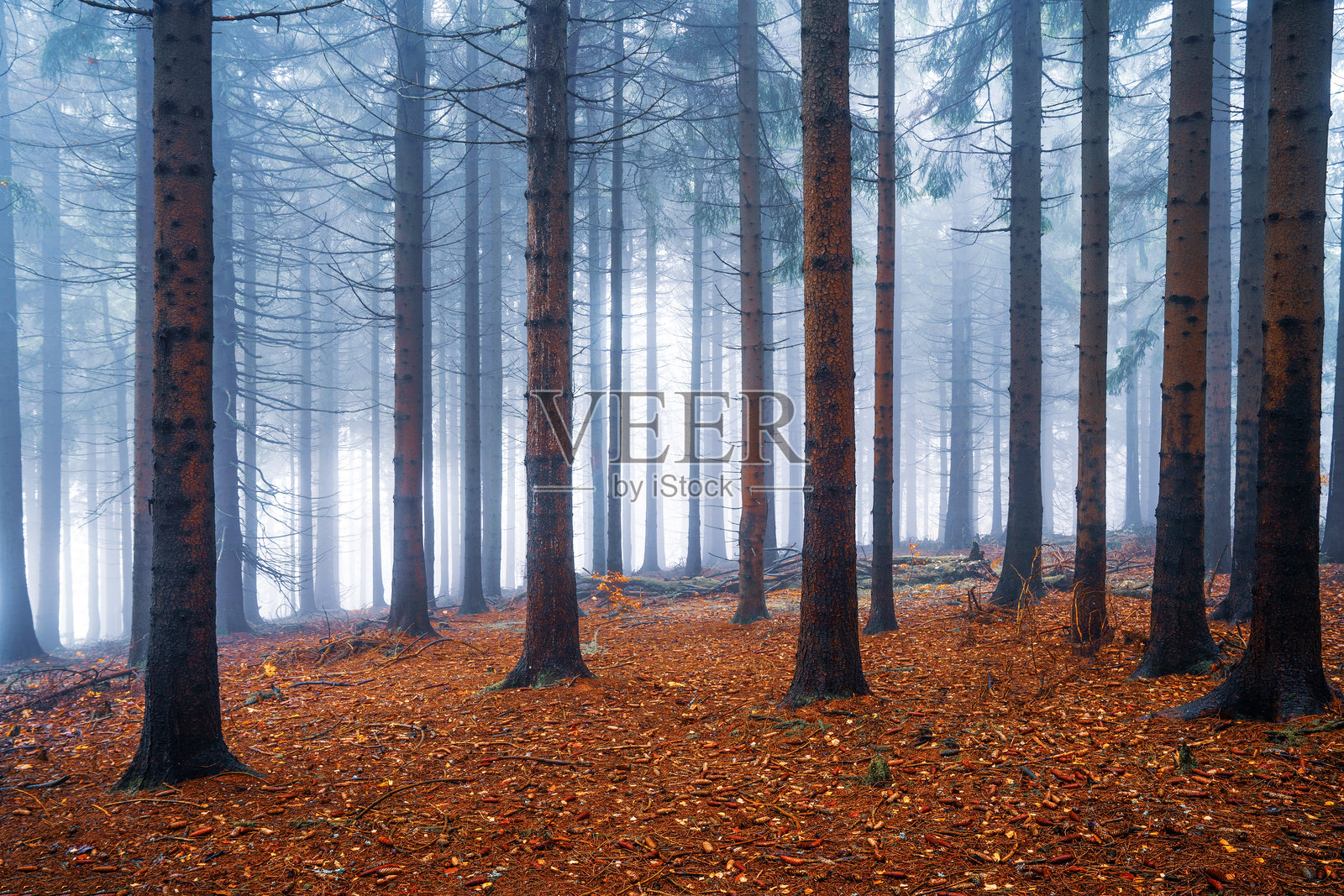 雾气弥漫的森林与高大的树木照片摄影图片