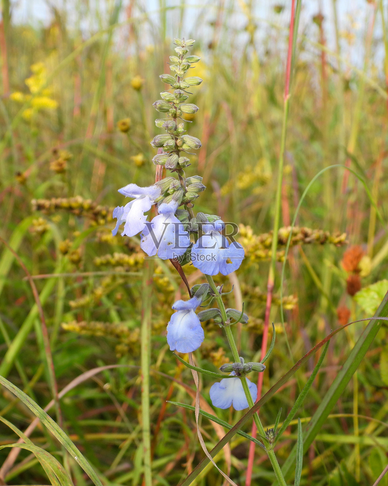 蓝色鼠尾草 北美原生草原野花照片摄影图片