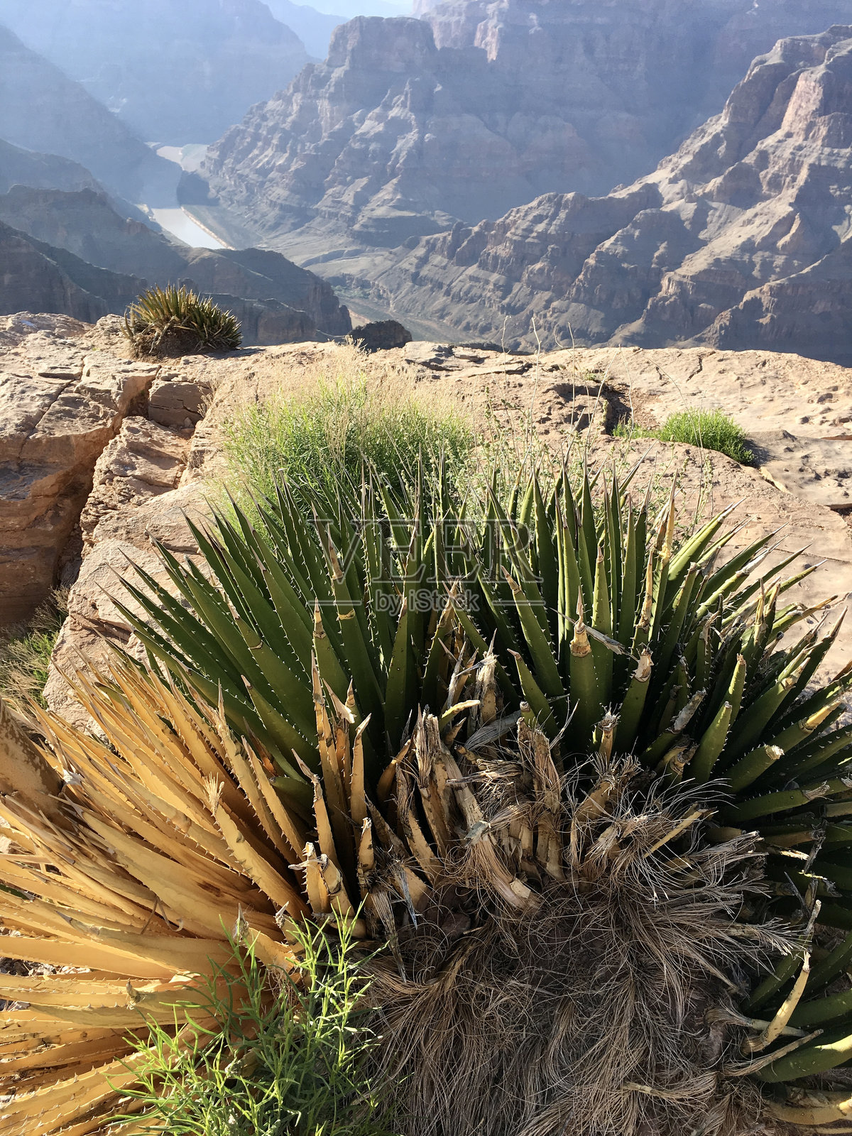 亚利桑那州的仙人掌特写，背景是大峡谷和科罗拉多河照片摄影图片