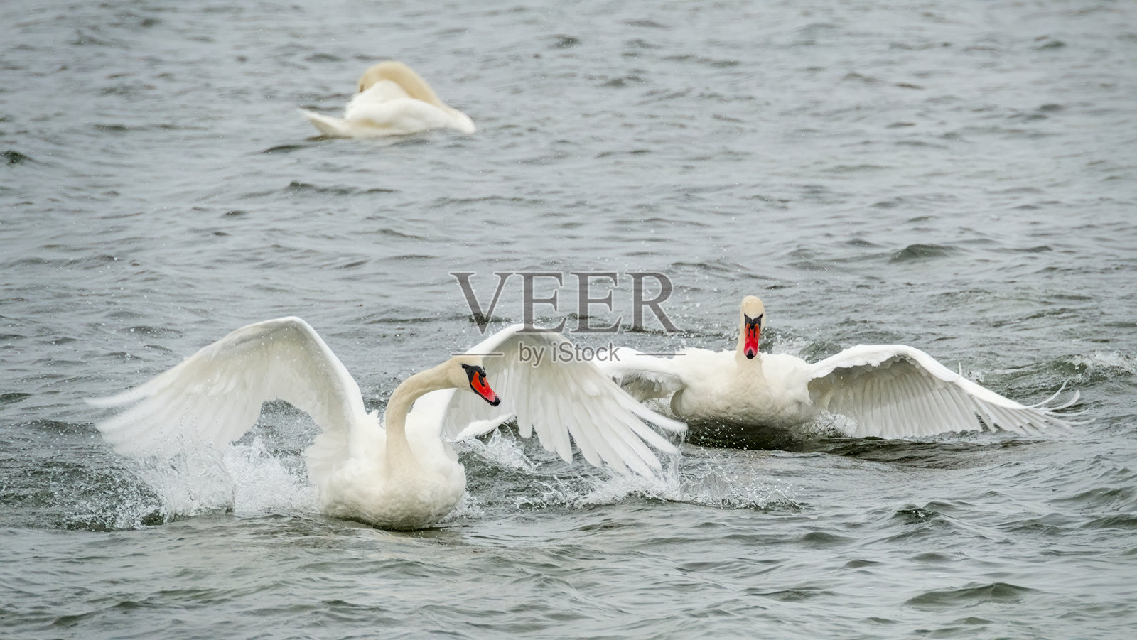 两只天鹅在水中展开翅膀，正在挣扎和打斗。照片摄影图片