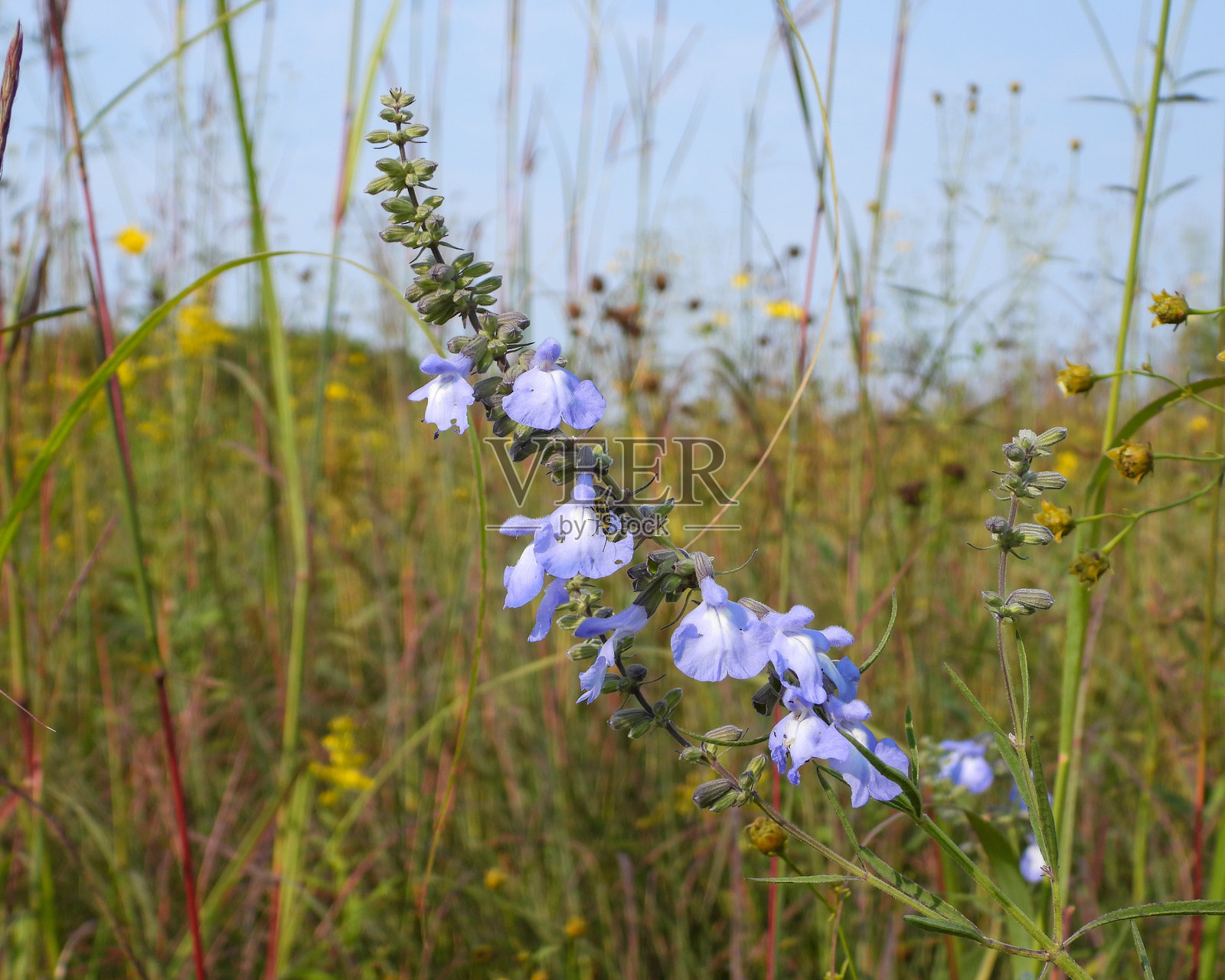 蓝色鼠尾草 北美原生草原野花照片摄影图片