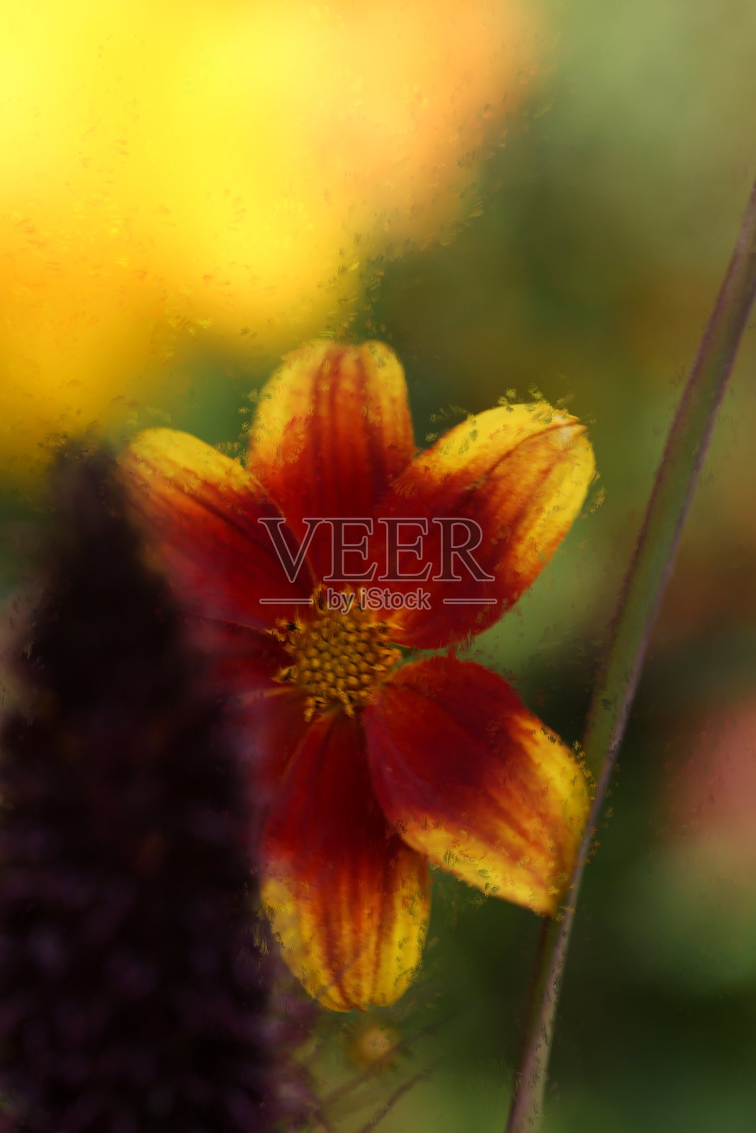 小黄红色大丽花照片摄影图片