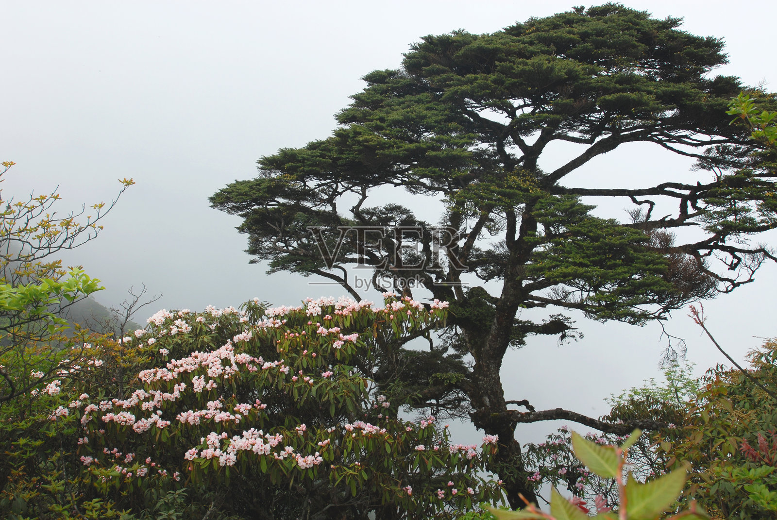 高山杜鹃照片摄影图片