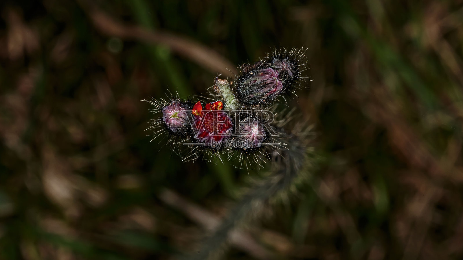 多彩的蓟花蕾。照片摄影图片