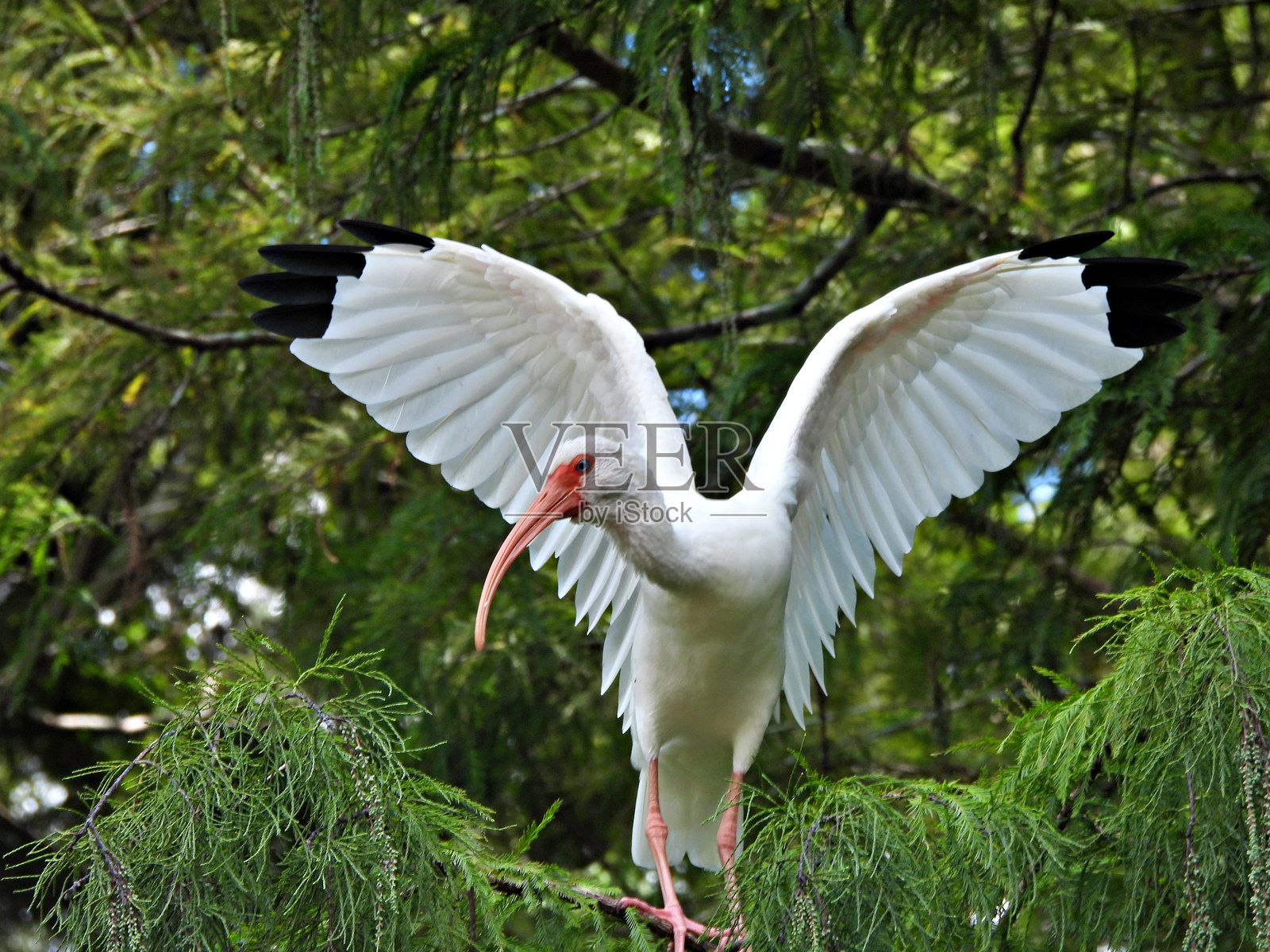 白鹭（Eudocimus albus）- 树上栖息，翅膀展开照片摄影图片