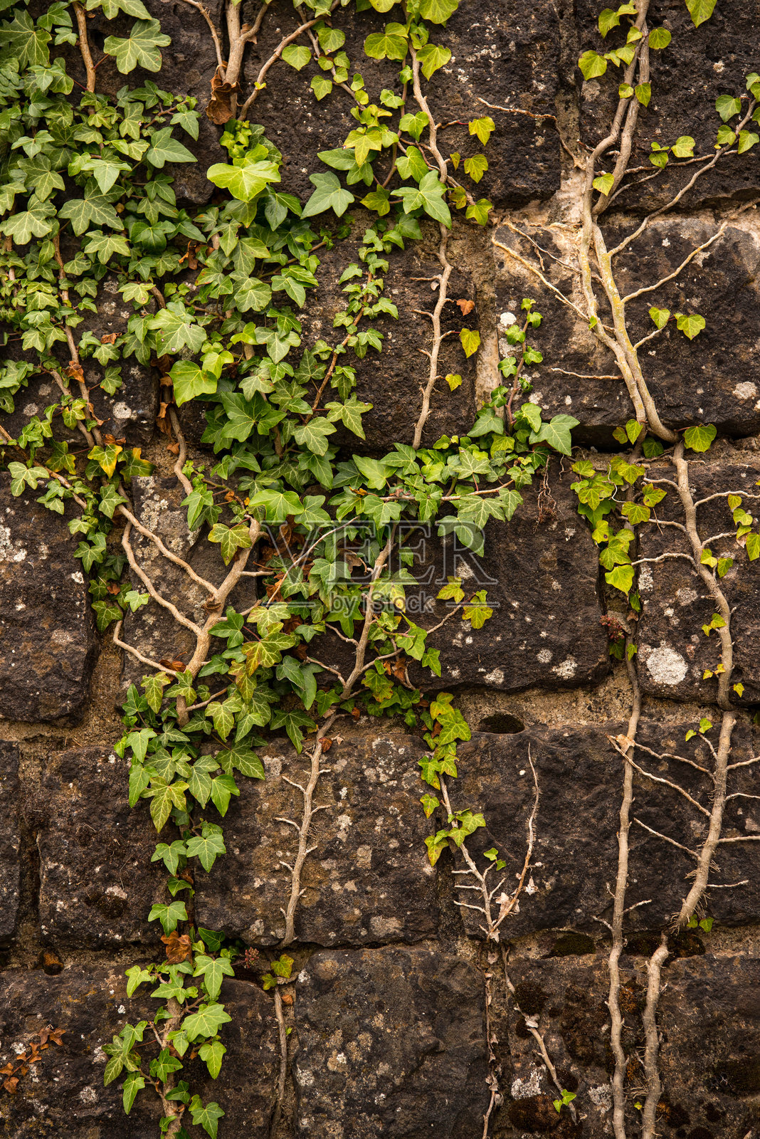 常春藤爬满石墙照片摄影图片